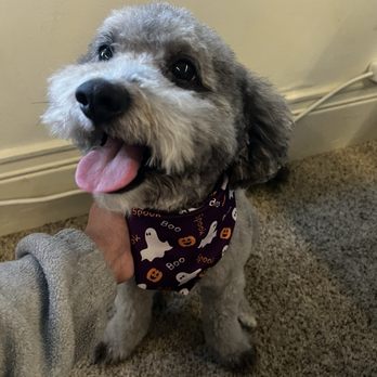 Happy Bay Paws - What a cutie pie. Amazing outcome - Pet Groomers Near Me