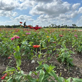 Family Farm - More zinnias! - Fruits & Veggies Near Me - Davie, Florida Family Farm - More zinnias! - Fruits & Veggies Near Me - Davie, Florida