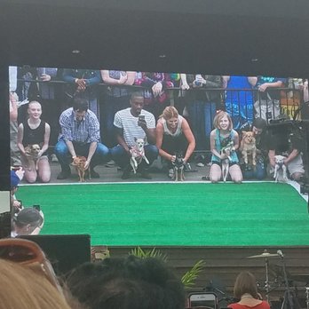 The Wharf DC - Running of the Chihuahuas 5/5/18 - Landmarks & Historical Buildings Near Me - Washington, DC, District of Columbia