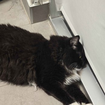 VEG ER for Pets - Landon zonking out due to the sedation - Emergency Pet Hospital Near Me - Elk Grove, California VEG ER for Pets - Landon zonking out due to the sedation - Emergency Pet Hospital Near Me - Elk Grove, California