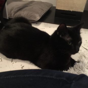 KitTea - "Fuck off." - Pet Adoption Near Me - San Francisco, California