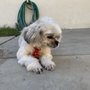 Photo of Love Dog's World