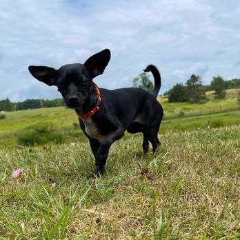 Canine Country Quarters - Hazel Exploring! - Pet Boarding Near Me - Starrucca, Pennsylvania Canine Country Quarters - Hazel Exploring! - Pet Boarding Near Me - Starrucca, Pennsylvania