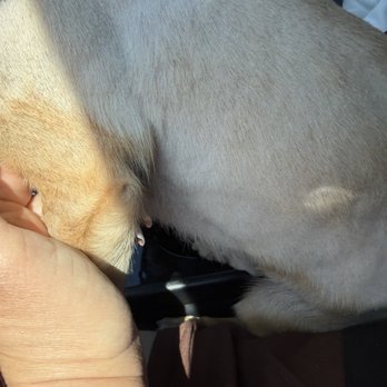Dash Pet Pawlor - Long hair patches left on arms & belly - Pet Groomers Near Me - Whittier, California Dash Pet Pawlor - Long hair patches left on arms & belly - Pet Groomers Near Me - Whittier, California