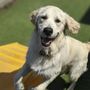 Photo of Pampered Pet Inn