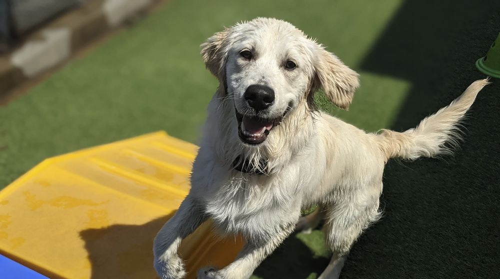 Pampered Pet Inn - pet boarding facility in Houston, TX
