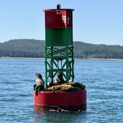 Gastineau Guiding Company - Sea lions enjoying the sun