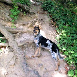 Fit Fido Adventures & Training