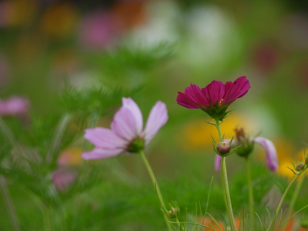 Wegerzyn Gardens Metroparks