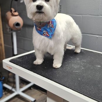 Hope Grooming - Pet Groomers Near Me - Springfield, Virginia Hope Grooming - Pet Groomers Near Me - Springfield, Virginia