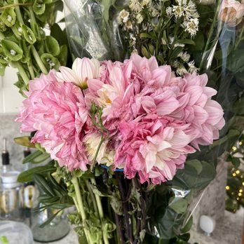 Repetto's Greenhouse Florists - These dahlias are 3 days old. - Nurseries & Gardening Near Me - Half Moon Bay, California Repetto's Greenhouse Florists - These dahlias are 3 days old. - Nurseries & Gardening Near Me - Half Moon Bay, California