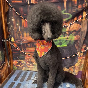 Aloha Groomer - Pet Groomers Near Me Aloha Groomer - Pet Groomers Near Me