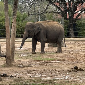 Houston Zoo - Zoos Near Me - Houston, Texas Houston Zoo - Zoos Near Me - Houston, Texas