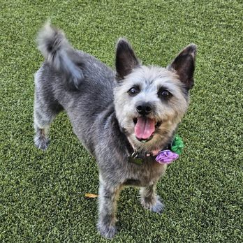 Bark & Mane of Tucson - Pet Groomers Near Me Bark & Mane of Tucson - Pet Groomers Near Me