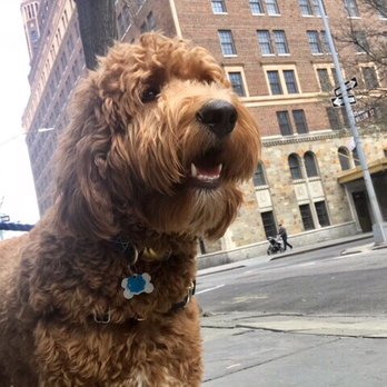 Brooklyn Paws - Dog Walkers Near Me - Brooklyn, New York