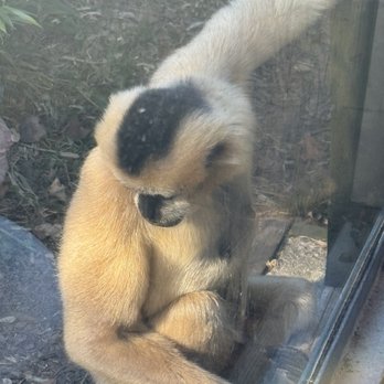 Stone Zoo - Monkey - Zoos Near Me - Stoneham, Massachusetts