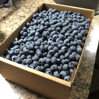 Agrobliss Farms - Pick Your Own Farms Near Me - Everett, Washington Agrobliss Farms - Pick Your Own Farms Near Me - Everett, Washington
