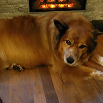 Pawtential pet Salon  - Posing because she looks so good! - Pet Groomers Near Me - Denver, Colorado