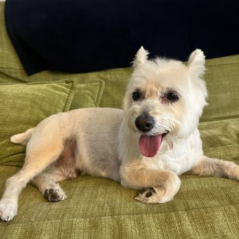 Dashing Pet Grooming - Pet Groomers Near Me