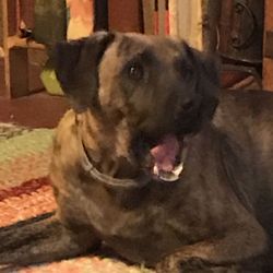 Buckhannon Animal Clinic - when she heard what the Vet's office said having to do with fixing her sister Daisy.  REALLY UR KIDDING.