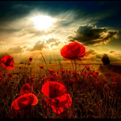 Red Poppy Healing And Acupuncture