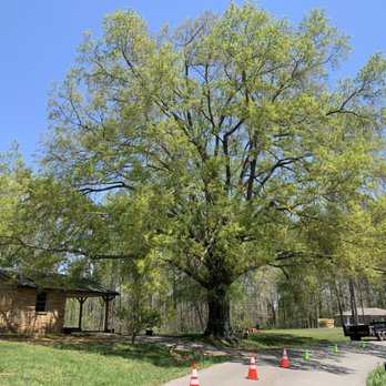 Settle Tree Services - Tree Services Near Me - Maryville, Tennessee Settle Tree Services - Tree Services Near Me - Maryville, Tennessee