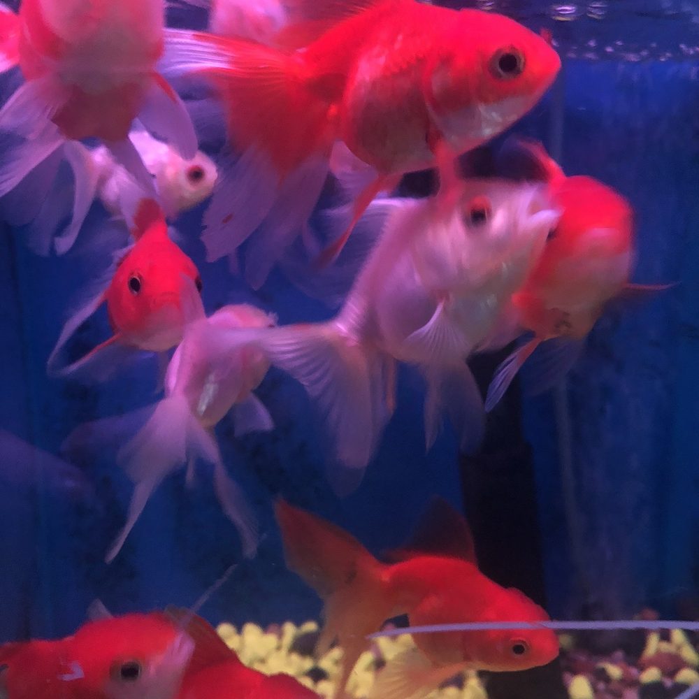Pond 101 - a group of goldfish swimming in a tank - Landscaping Near Me - San Gabriel, California Pond 101 - a group of goldfish swimming in a tank - Landscaping Near Me - San Gabriel, California