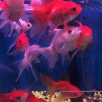 Pond 101 - a group of goldfish swimming in a tank - Landscaping Near Me - San Gabriel, California Pond 101 - a group of goldfish swimming in a tank - Landscaping Near Me - San Gabriel, California