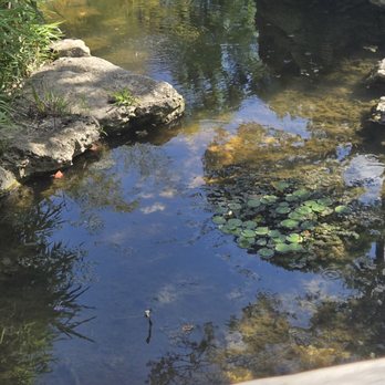 Zilker Botanical Gardens - Koi Pond - Botanical Gardens Near Me - Austin, Texas Zilker Botanical Gardens - Koi Pond - Botanical Gardens Near Me - Austin, Texas