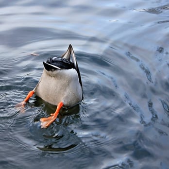 Central Park Conservancy - Duck bum. Quack. - Parks Near Me - New York, New York Central Park Conservancy - Duck bum. Quack. - Parks Near Me - New York, New York