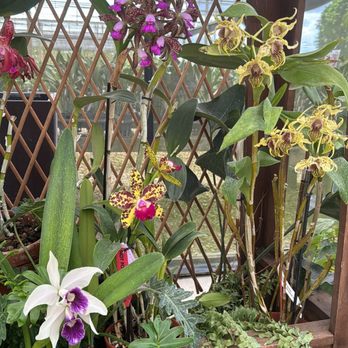 Soroa Orchids - Nurseries & Gardening Near Me - Homestead, Florida Soroa Orchids - Nurseries & Gardening Near Me - Homestead, Florida