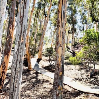 Dance Church Encinitas - Eucalyptus path next to Studio - Churches Near Me - San Diego, California Dance Church Encinitas - Eucalyptus path next to Studio - Churches Near Me - San Diego, California