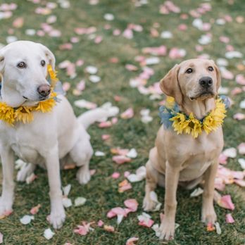Sedona Bride Photographers - Dogs - Session Photography Near Me - Sedona, Arizona Sedona Bride Photographers - Dogs - Session Photography Near Me - Sedona, Arizona