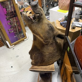 Oddballs Nifty Thrift - Large wild boar head - Thrift Stores Near Me - Oakland Park, Florida