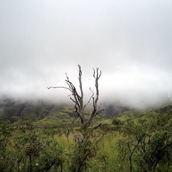 Mt Ka'ala Trail - The range in the mist. - Hiking Near Me - Waianae, Hawaii