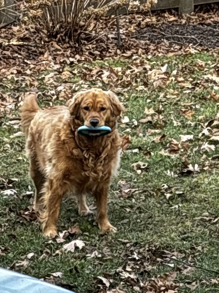 Mariah-Belle Manor Kennel - pet boarding facility in Mount Airy, MD