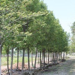 Cerbo's Hampton Nursery