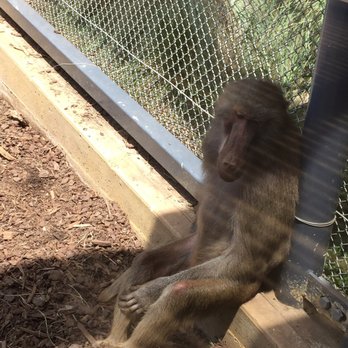 Melbourne Zoo - One the friendly baboons. - Zoos Near Me - Melbourne, VIC
