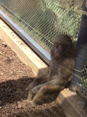 Melbourne Zoo by null