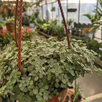 Pike Nurseries - Pilea glauca - Nurseries & Gardening Near Me - Atlanta, Georgia