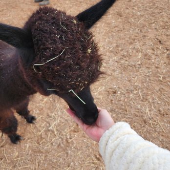 Plum Creek Alpacas - Attraction Farms Near Me - Bradfordsville, Kentucky