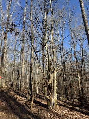 Sweetwater Creek State Park by null
