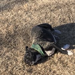 Cottonwood Dog Park - Lucy loves to roll in the dry grass (insert eye roll)!