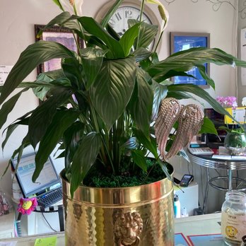 Flower Connection - This was the beautiful plant. - Florists Near Me - Chula Vista, California Flower Connection - This was the beautiful plant. - Florists Near Me - Chula Vista, California