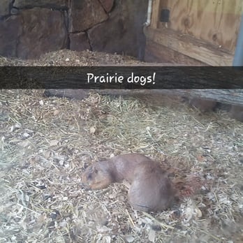 Noah's Ark Animal Sanctuary - Found these cuties inside Visitor Center - Animal Shelters Near Me - Locust Grove, Georgia