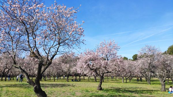 Parque de la Quinta de los Molinos by null