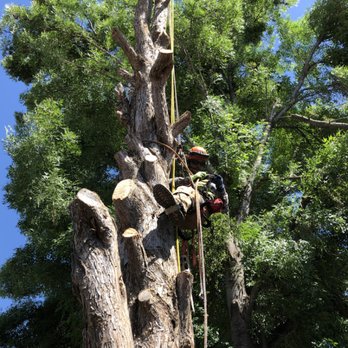 Amador Tree Service - Rigging over houses - Tree Services Near Me Amador Tree Service - Rigging over houses - Tree Services Near Me