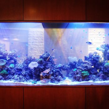 Aqua Biz - This tank never had this much color or life before we started working with AquaBiz - Aquarium Services Near Me - Sylmar, California Aqua Biz - This tank never had this much color or life before we started working with AquaBiz - Aquarium Services Near Me - Sylmar, California