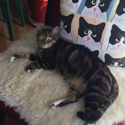 Denver Metro Pet Sitters - Bruno
