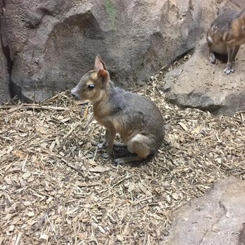 Rainforest Adventures - A very strange-looking creature we saw at the zoo. - Zoos Near Me - Sevierville, Tennessee Rainforest Adventures - A very strange-looking creature we saw at the zoo. - Zoos Near Me - Sevierville, Tennessee